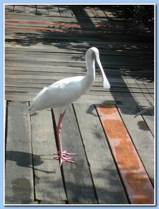 [Click to enlarge image]